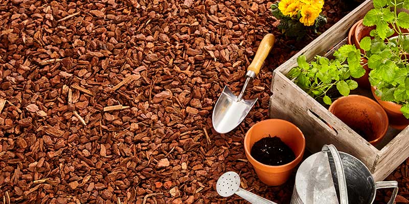 A Clean Ribbon Of Hardwood Or Shredded Bark Mulch