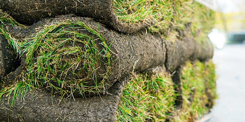 Before Making The Investment In Sod